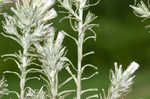 Annual trampweed